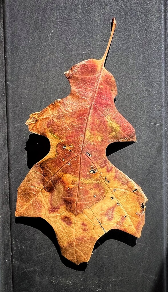Fallen Oak Leaf by dkellogg