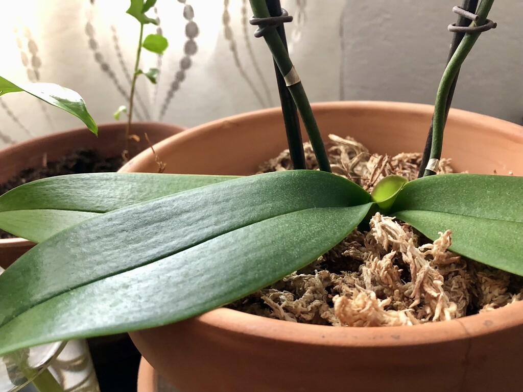Orchid  by loweygrace