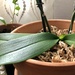 Orchid  by loweygrace