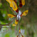hanging flowers at the conservatory_DxO by rminer