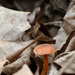 in the leaf litter by francoise
