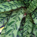 Calathea lancifolia aka rattlesnake plant by larrysphotos