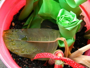 5th Jan 2023 - Plant with Raindrops in Flowerpot 