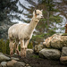 Ride My Llama by cdcook48