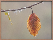 5th Jan 2023 - Leaf and Misty Drops