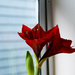 Amaryllis in full bloom by cristinaledesma33