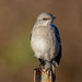 Northern Mockingbird by nicoleweg