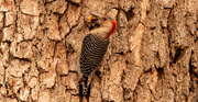 5th Jan 2023 - Red-Bellied Woodpecker!