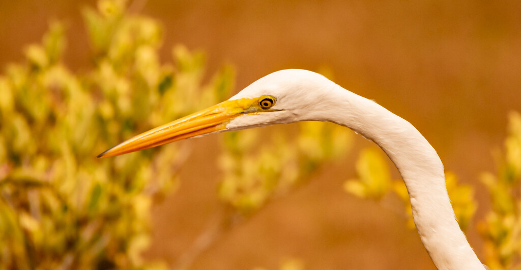 Close Up of the Egret! by rickster549