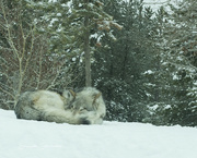7th Jan 2023 - Sleeping wolf