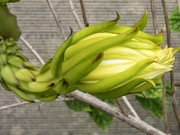 5th Jan 2023 - Dragonfruit Flower