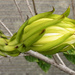 Dragonfruit Flower by koalagardens