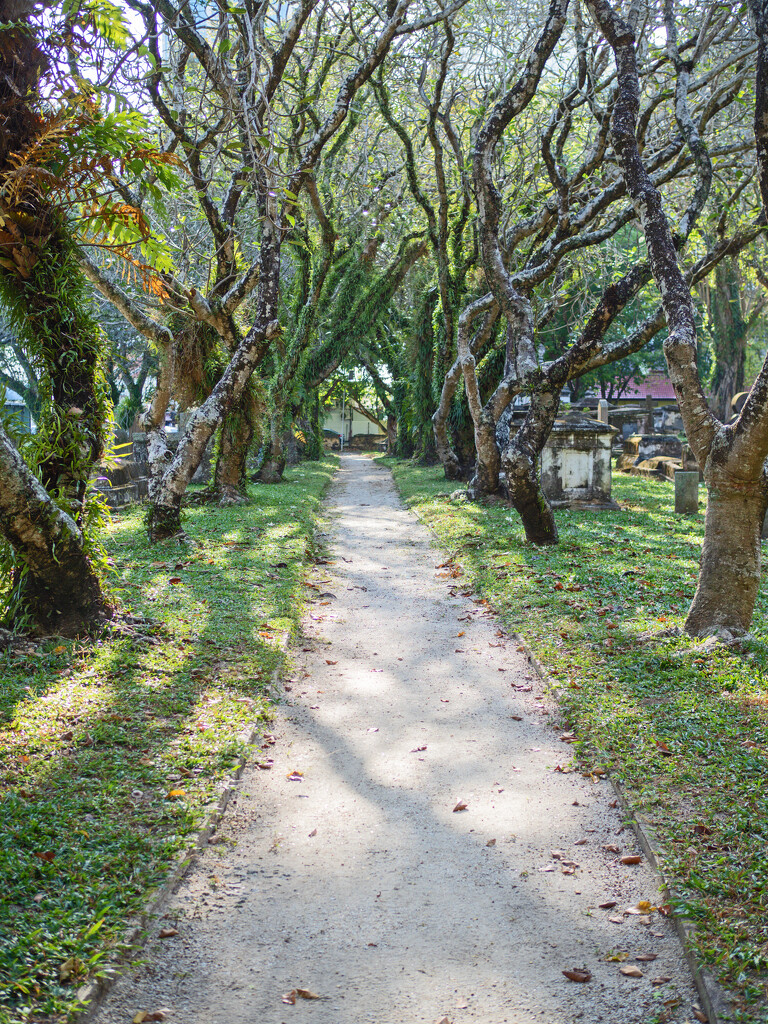 Avenue of trees  by ianjb21