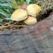 Mushrooms by belucha