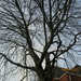 A Beech Tree. by grace55