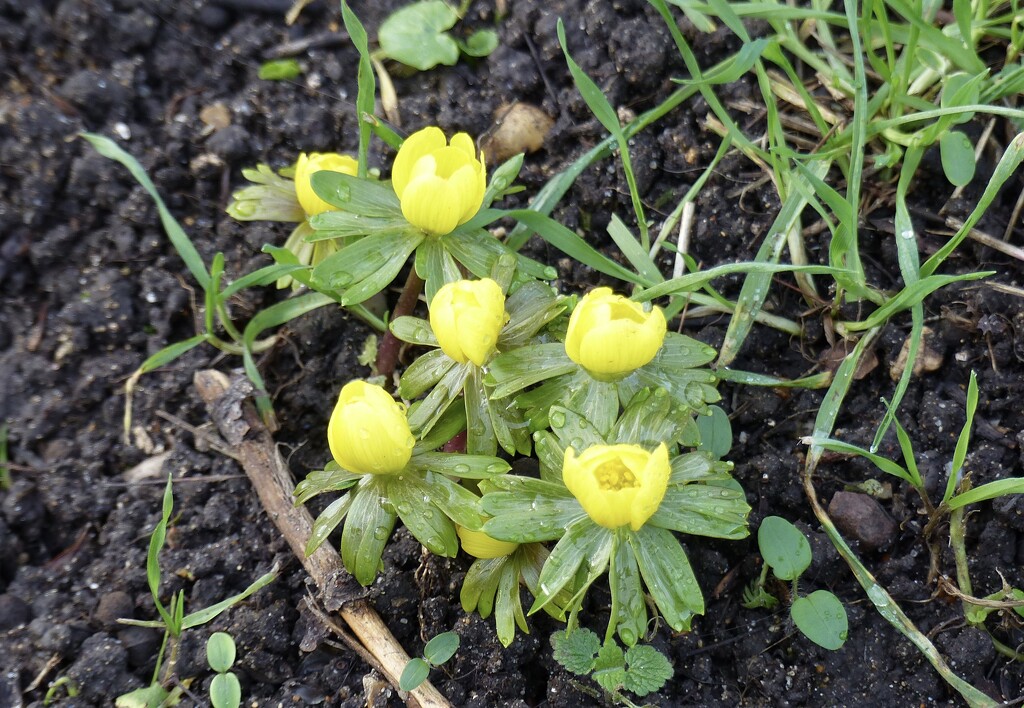 Aconites at King’s  by foxes37
