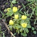 Aconites at King’s  by foxes37