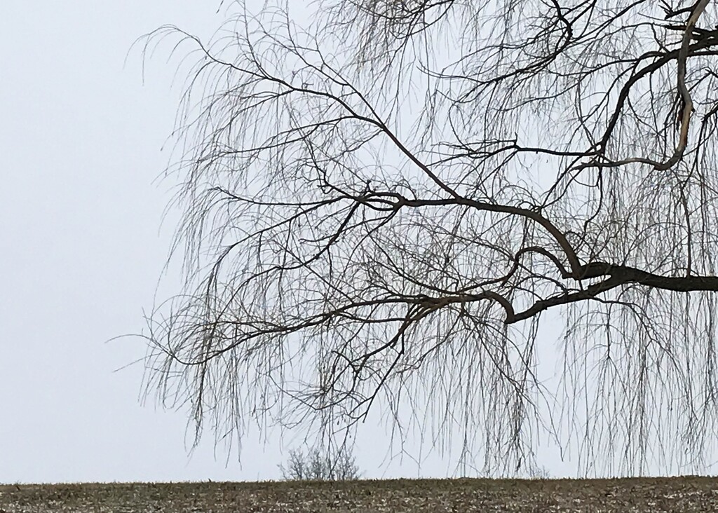 Weeping willow branches by mittens