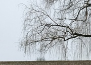 6th Jan 2023 - Weeping willow branches