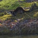 LHG_9018_ River otter on the bank by rontu