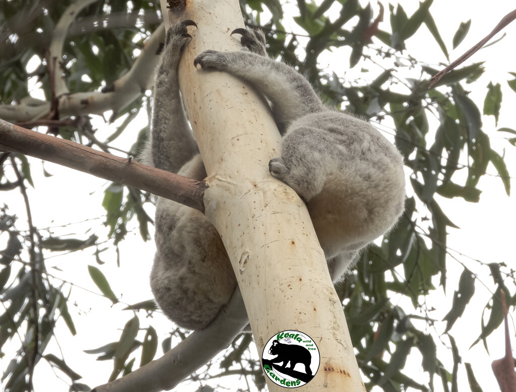 pull apart koalas? by koalagardens