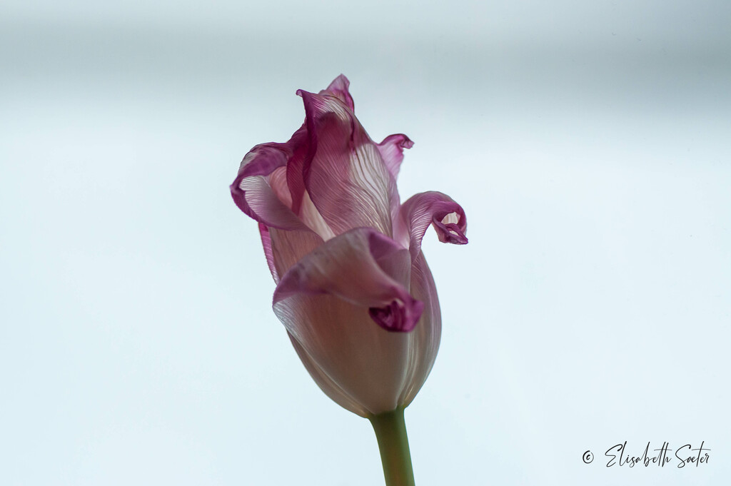 Almost withered tulip by elisasaeter