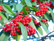 3rd Jan 2023 - Red berries 2