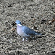 5th Jan 2023 - Wood Pigeon 