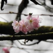 5th Jan 2023 - Early Blossom