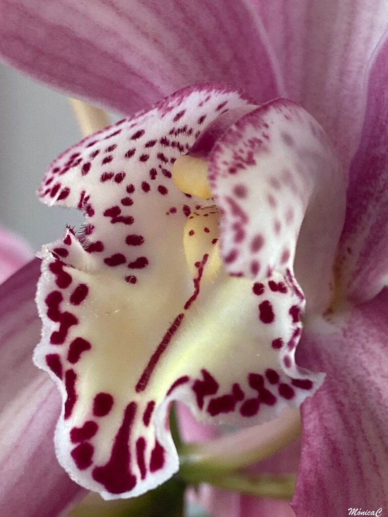 Cymbidium orchid by monicac