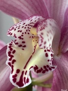 6th Jan 2023 - Cymbidium orchid