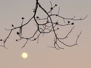 5th Jan 2023 - Full moon and winter branches