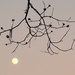 Full moon and winter branches by congaree