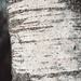 Poplar Tree by kuva