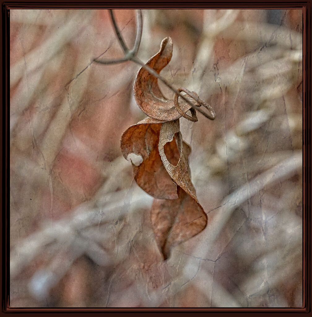 Winter Leaf by gardencat