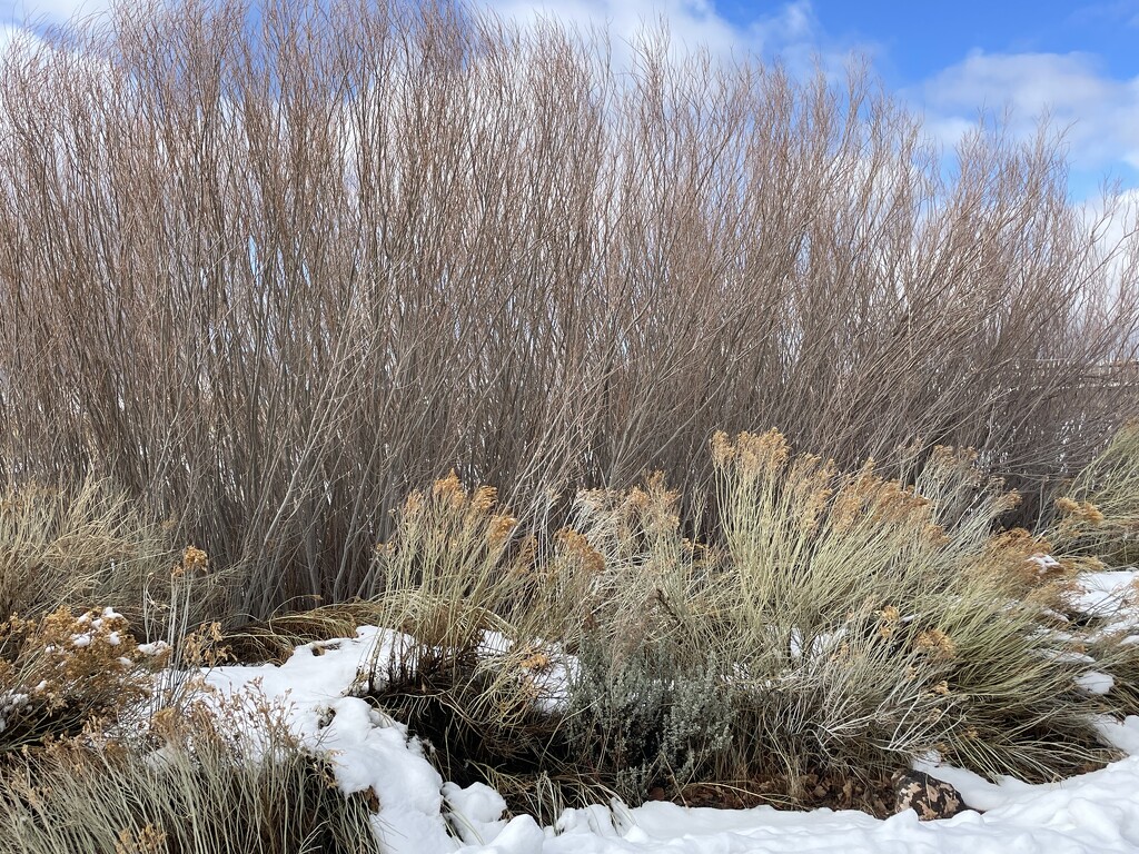 Desert winter by kmccoy