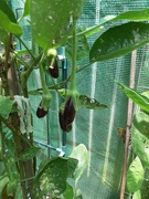 7th Jan 2023 - Finger Eggplant 