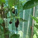 Finger Eggplant  by mozette