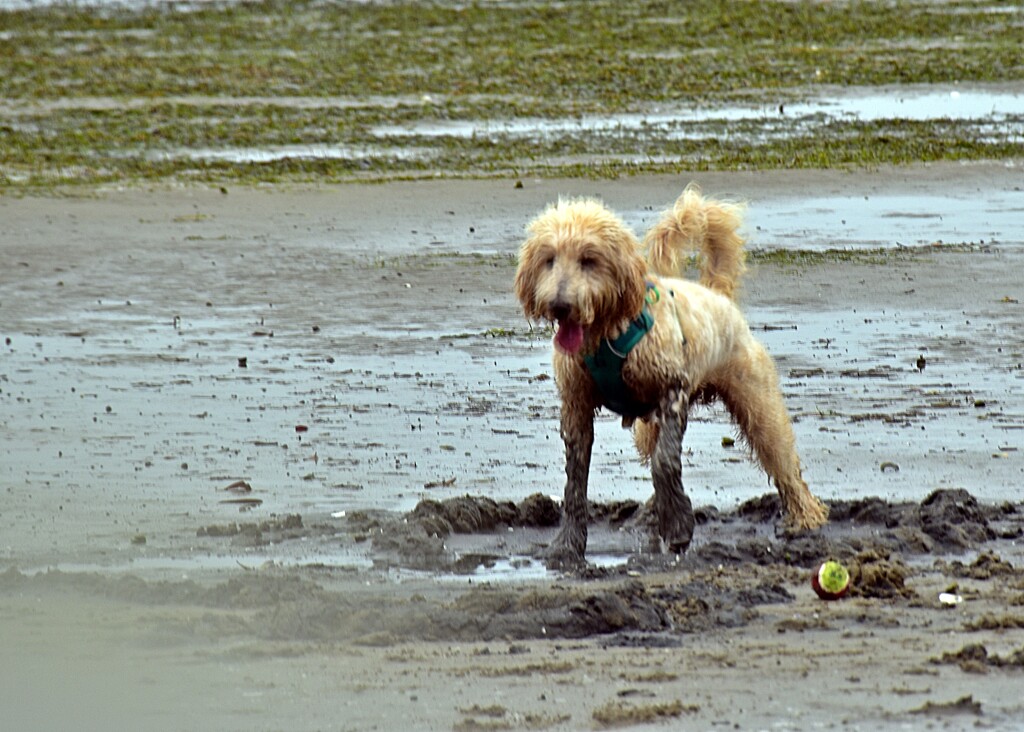 Dirty Dog by sandradavies