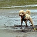 Dirty Dog by sandradavies