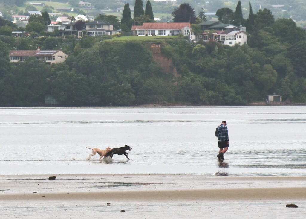 Dogs on the estuary by sandradavies