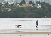 11th Feb 2022 - Dogs on the estuary