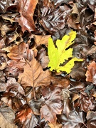 6th Jan 2023 - The yellow leaf