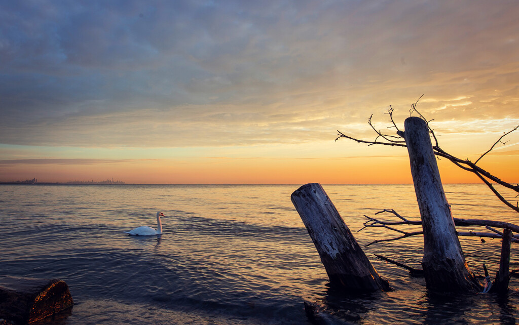 Morning Sunrise (Swan Lake) by pdulis