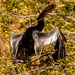 Anhinga Drying It's Wings! by rickster549