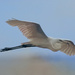 Egret at Naklua by lumpiniman