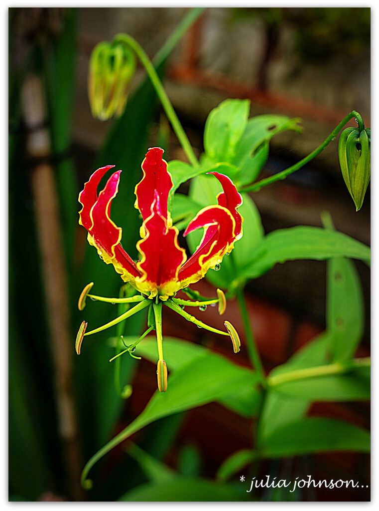 Gloriosa .. Flame Lily by julzmaioro