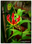 7th Jan 2023 - Gloriosa .. Flame Lily
