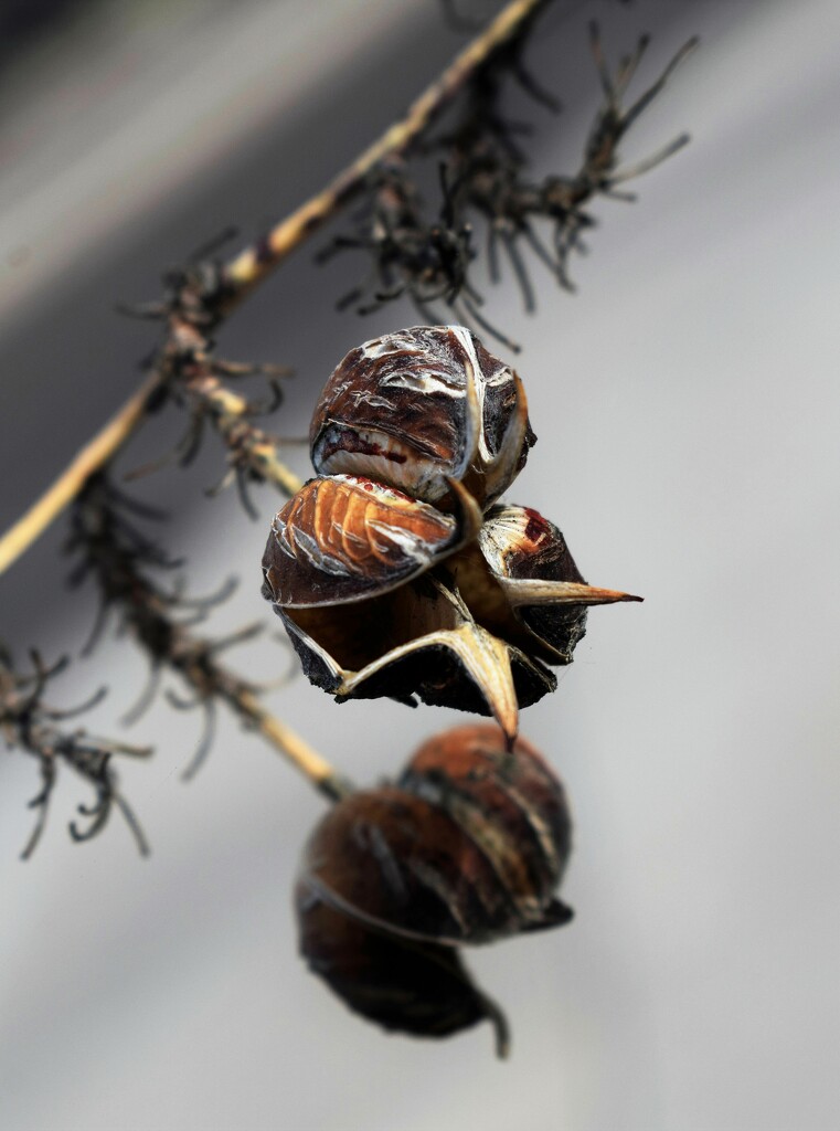 Seed pods by sandlily