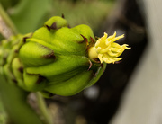 6th Jan 2023 - Dragonfruit flower bud
